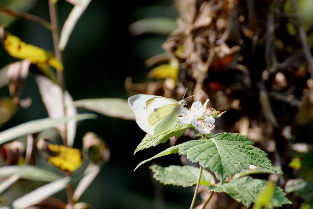 Pieris rapae